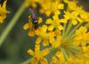Anthomyia sp.