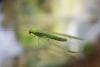 226417 – Photo : Daniel Philippe – France (47)