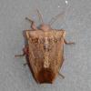 226130 – Photo : Didier Levasseur – Thaïlande