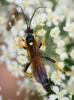 226411 – Photo : Roland Seitre – France (66)