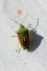 226586 – Photo : Mathurin CARNET – France (58)