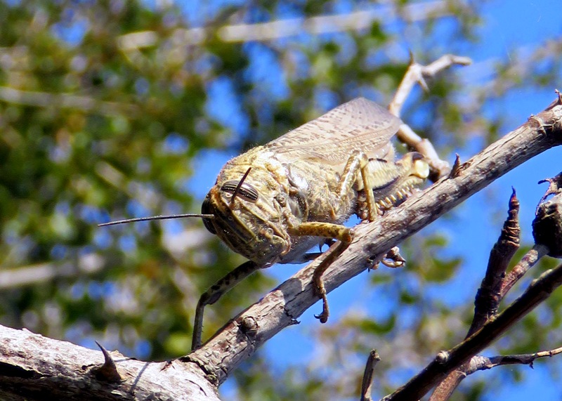 Normand Mlaure - Anacridium aegyptium - réf. 226334 (800 x 571 pixels, 166 ko)