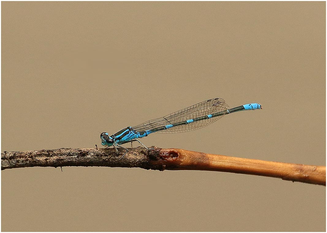 Benoit Guillon - Paracercion v-nigrum - réf. 226587 (1067 x 760 pixels, 92 ko)