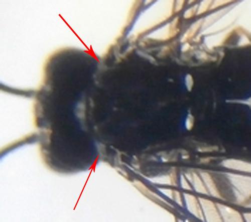 Réf. 227 267 : Ametastegia sp.