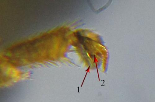 Blennocampa phyllocolpa
