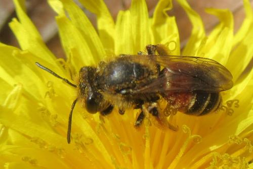 Réf. 227 172 : Andrena schencki