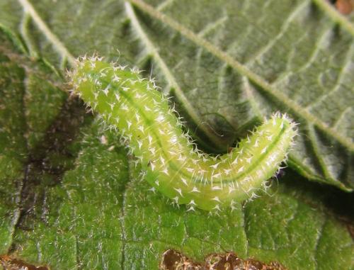 Réf. 227 010 : Monophadnoides rubi