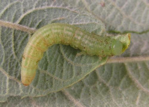 Euura stenogaster