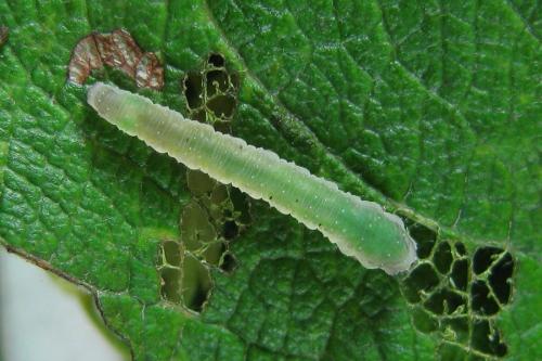 Réf. 227 268 : Ametastegia sp.