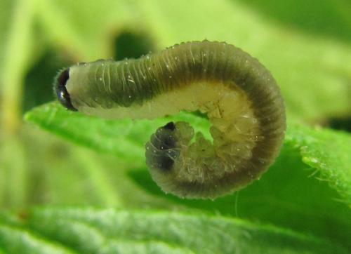Ametastegia carpini