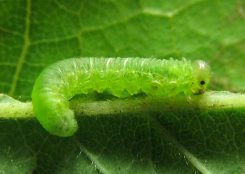 Réf. 227 972 : Pristiphora punctifrons
