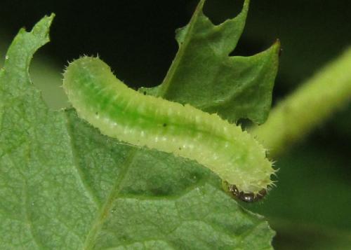 Blennocampa phyllocolpa
