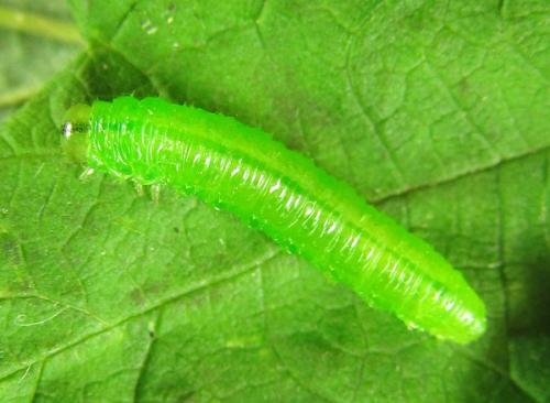 Réf. 227 880 : Pristiphora pallidiventris