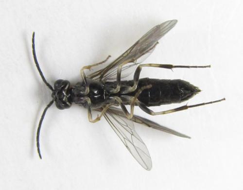 Réf. 227 192 : Ametastegia carpini