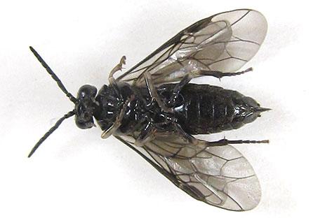 Claremontia alternipes