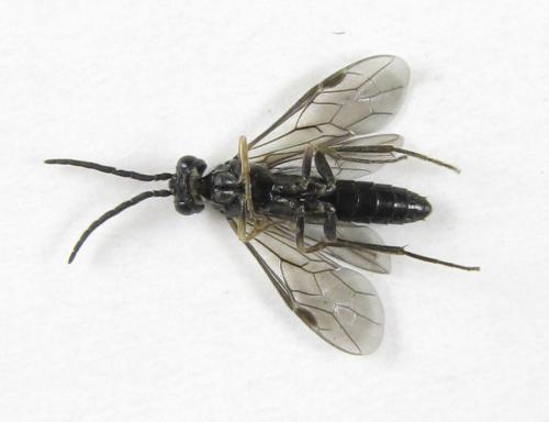 Ametastegia carpini