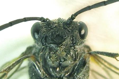 Dolerus gessneri