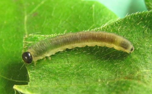 Ametastegia carpini
