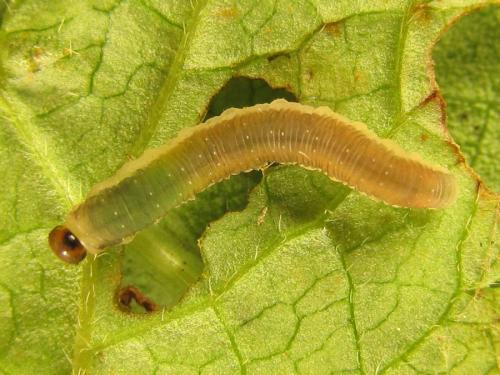 Ametastegia carpini
