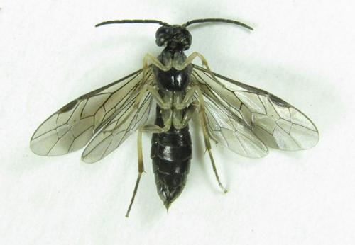 Ametastegia carpini
