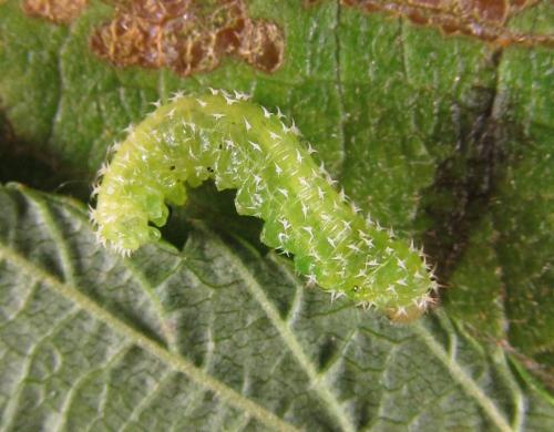 Réf. 227 011 : Monophadnoides rubi