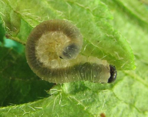 Ametastegia carpini