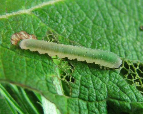 Ametastegia sp.