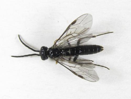 Ametastegia carpini