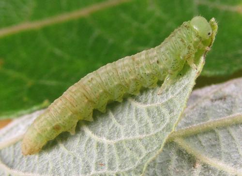 Réf. 227 659 : Euura stenogaster