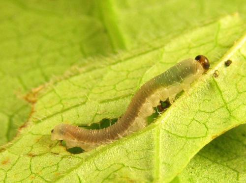 Ametastegia carpini
