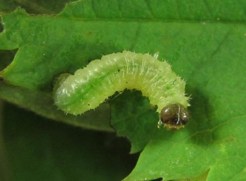 Blennocampa phyllocolpa