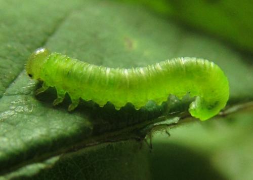 Réf. 227 973 : Pristiphora punctifrons