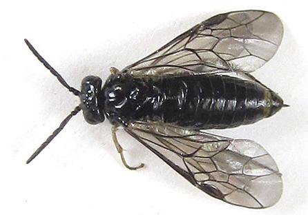 Réf. 227 023 : Claremontia alternipes