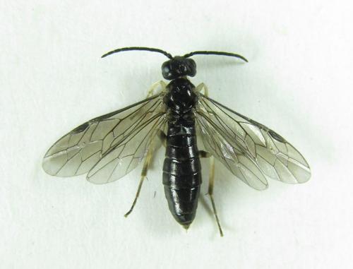 Ametastegia carpini