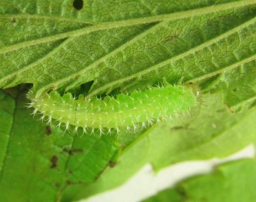 Claremontia tenuicornis