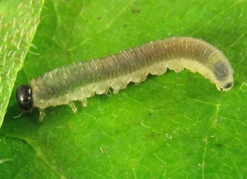 Ametastegia carpini