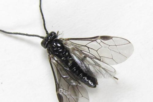 Claremontia tenuicornis