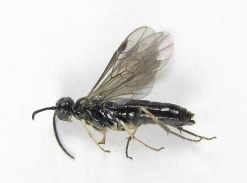 Ametastegia carpini