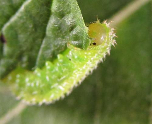 Réf. 227 012 : Monophadnoides rubi