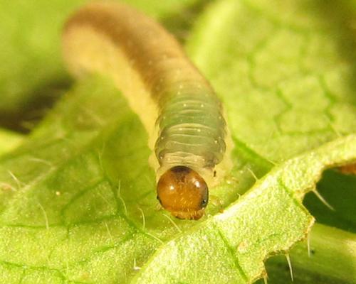 Ametastegia carpini