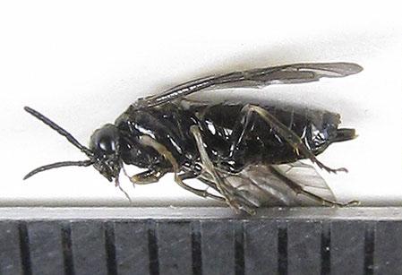 Claremontia alternipes