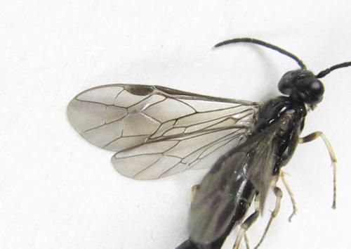Ametastegia carpini