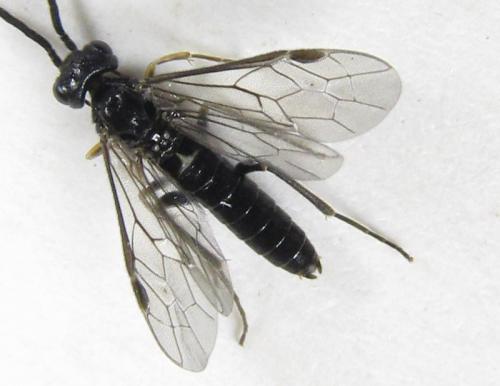 Réf. 227 226 : Ametastegia carpini