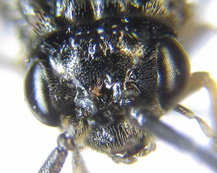 Claremontia tenuicornis