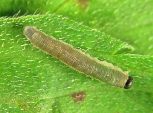 Ametastegia carpini