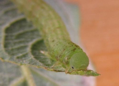 Euura stenogaster