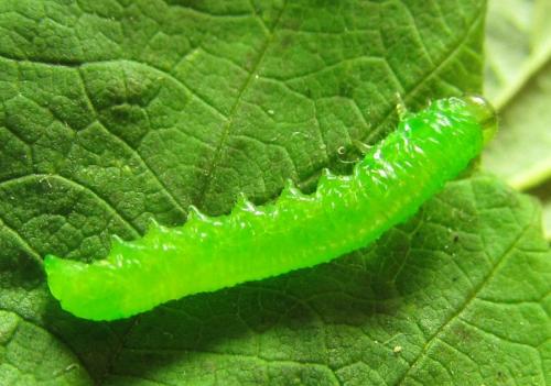 Réf. 227 882 : Pristiphora pallidiventris