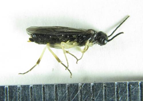 Ametastegia carpini