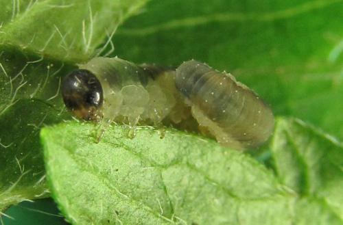 Ametastegia carpini