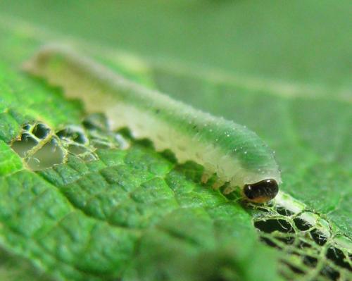 Ametastegia sp.
